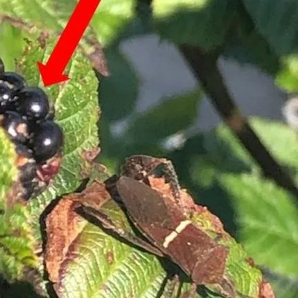 thumbnail for publication: Common Arthropod Pests in Blackberries and Pomegranates in Florida